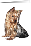 Yorkshire Terrier - Animals - Pets card