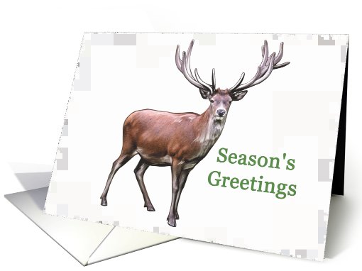 Reindeer - Christmas card (535750)