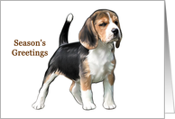 Beagle - Animals -...