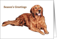 Golden Retriever - - Animals - Pets - Dogs - Christmas card
