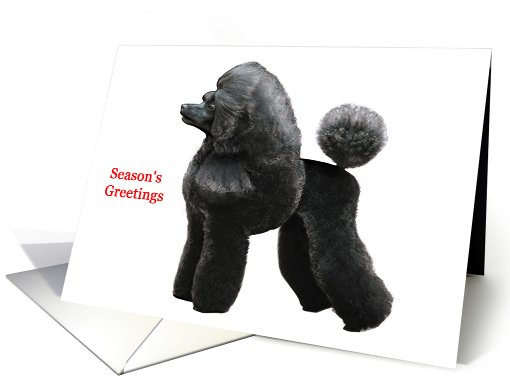 Poodle - Animals - Pets - Dogs - Christmas card (535984)