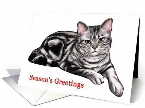 American Shorthair - Animals - Cat - Pets - Christmas card (536125)