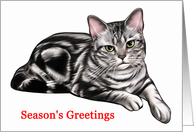 American Shorthair - Animals - Cat - Pets - Christmas card