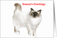 Birman - Animals - Cat - Pets - Christmas card