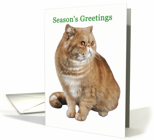 Exotic - Animals - Cat - Pets - Christmas card (536127)