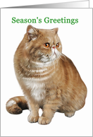 Exotic - Animals - Cat - Pets - Christmas card