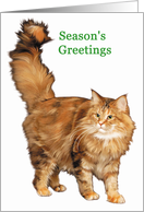 Maine Coon - Animals - Cat - Pets - Christmas card