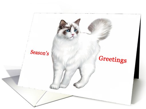 Ragdoll - Animals - Cat - Pets - Christmas card (536132)