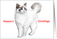 Ragdoll - Animals - Cat - Pets - Christmas card