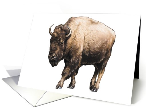 Buffalo - Bison - Animals - Pets - Farm Animals card (536214)