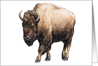 Buffalo - Bison - Animals - Pets - Farm Animals card