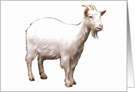 Goat - Animals - Pets - Farm Animals card