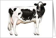 Holstein Diary Cow - Animals - Pets - Farm Animals - Cow card