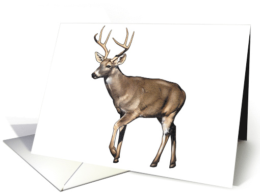 White tailed Deer - Animals - Wildlife card (536222)