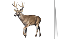 White tailed Deer - Animals - Wildlife card