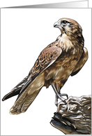 Falcon - Animals - Pets - Birds card