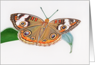 Common Buckeye - Animals - Pets - Butterflies card