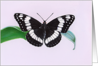 Weidemeyers Admiral - Animals - Pets - Butterflies card