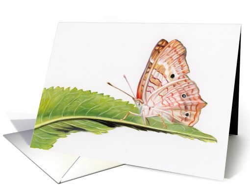 White Peacock - Animals - Pets - Butterflies card (536525)