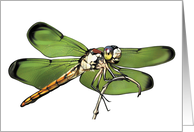 Dragonfly - Animals - Pets card