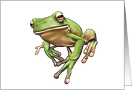 Animals - Pets - Frog card