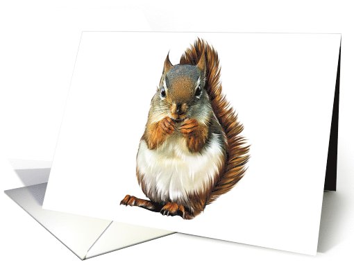Squirrel - Animals - Pets - Rabbits - Rodents card (536571)