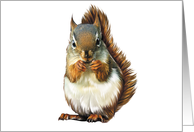 Squirrel - Animals - Pets - Rabbits - Rodents card