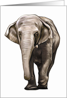 Elephant - Animals - Pets - Jungle - Zoo card