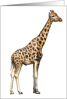 Giraffe - Animals - Pets - Jungle - Zoo card