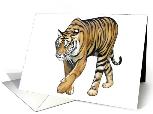 Tiger - Animals - Pets - Jungle - Zoo card (536585)