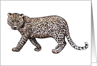 Leopard - Animals - Pets - Jungle - Zoo card