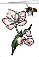 Apple Blossom - Arkansas State Flower - Michigan State Flower card