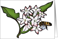 Mayflower - Massachusetts State Flower card