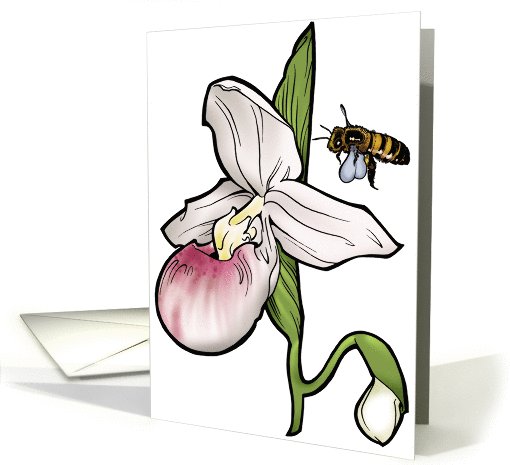 Pink and White Ladyslipper - Minnesota State Flower card (536763)