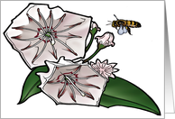 Mountain Laurel - Connecticut State Flower - Pennsylvania State Flower card