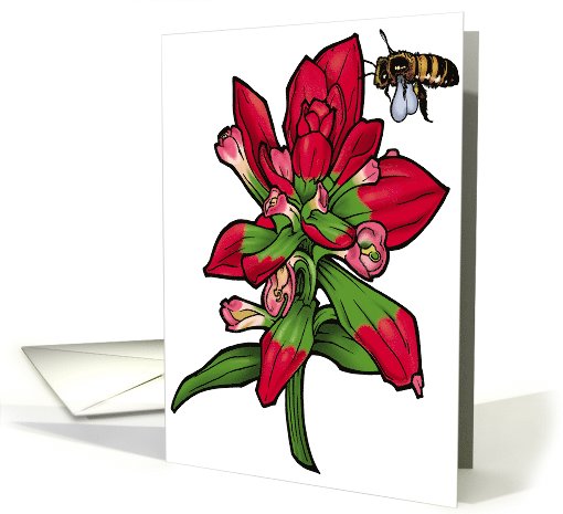 Texas Paintbrush - Texas Wildflower card (536783)