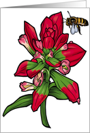 Texas Paintbrush - Texas Wildflower card