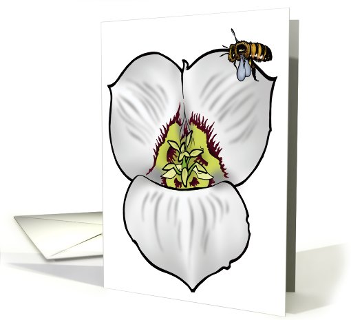Sego Lily - Utah State Flower card (536792)