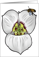 Sego Lily - Utah State Flower card