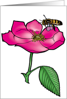 Wild Prairie Rose - Iowa State Flower - North Dakota State Flower card