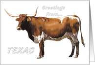Texas Longhorn - Texas Greeting card