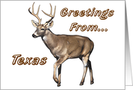 White Tail Deer - Texas Greeting card