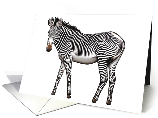 Zebra - Animals - Pets - Jungle and Zoo Animals - Note... (538368)