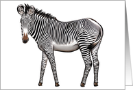 Zebra - Animals - Pets - Jungle and Zoo Animals - Note Card - Blank Card