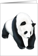 Panda Bear - Animals - Pets - Zoo Animals - Note Card