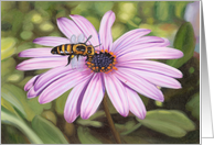 African Daisy - Note Cards - Blank Cards