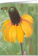 Clasping Coneflower - Note Cards - Blank Cards