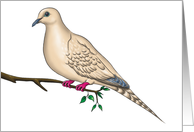 Dove card