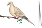 Dove card