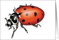 Ladybug card